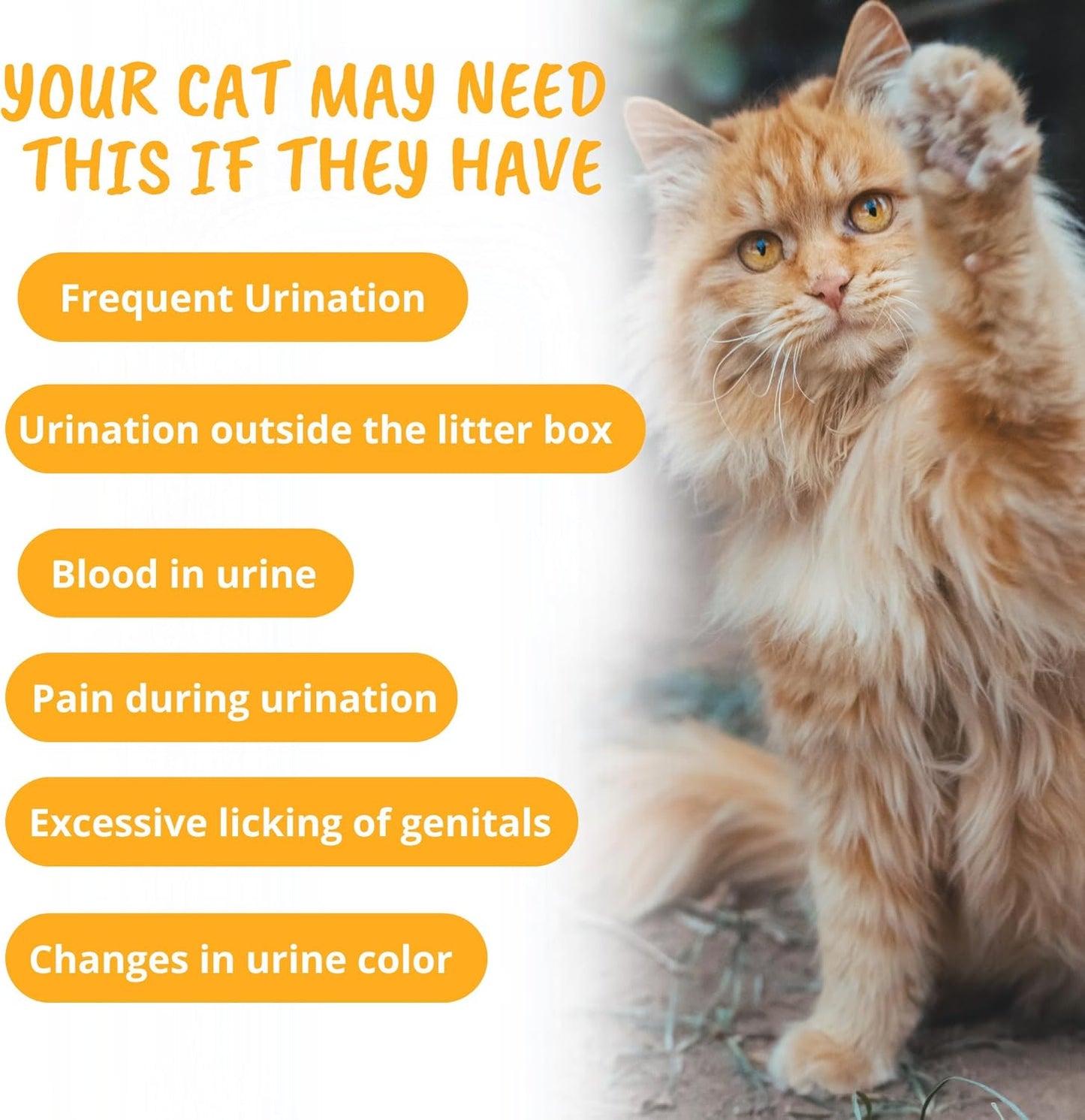 Under The Weather Pet Urinary Tract Support Chews for Cats | Promote Healthy Urinary Function in Cats | 60 Star Shaped Soft Chews