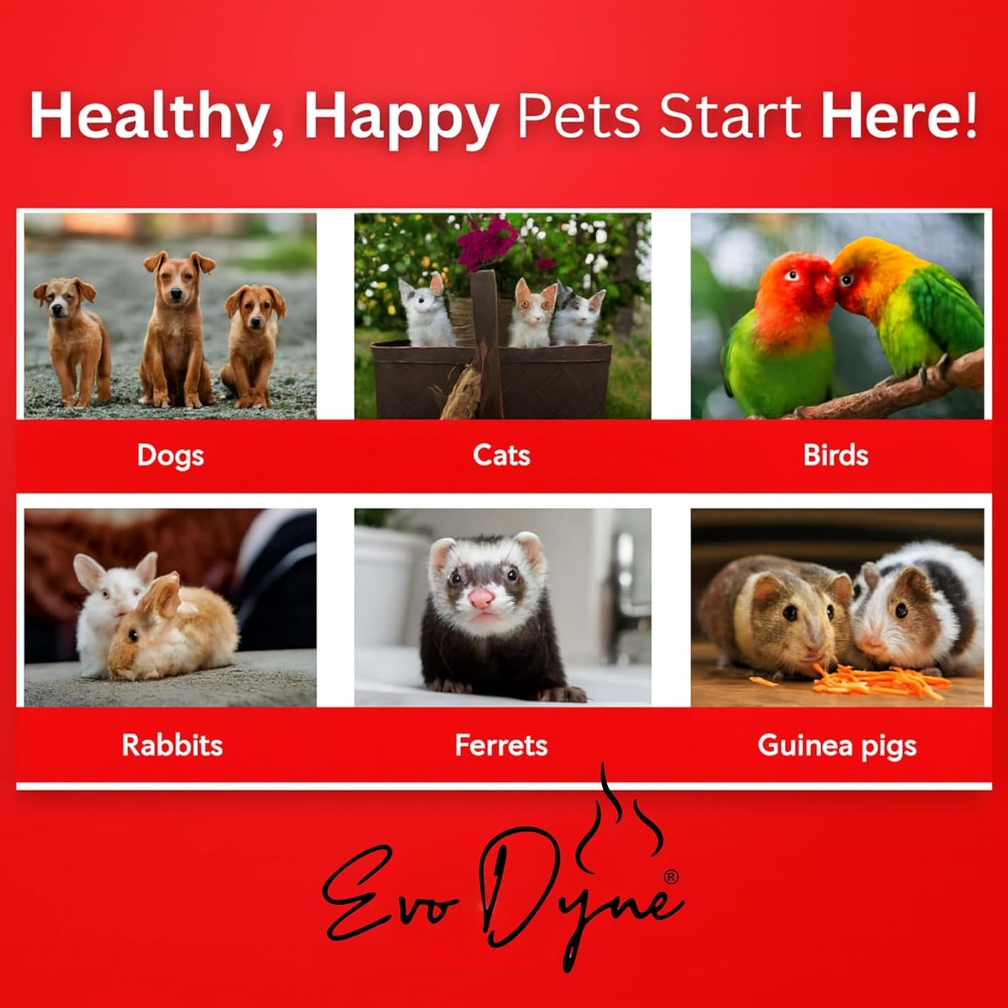 Styptic Powder for Dogs, Cats, and Birds (2 oz) by Evo Dyne | Fast-Acting Blood Stop for Pets | Quick Stop Bleeding Powder for Dog Nail Clipping, Grooming, Cuts and More (1-Pack)