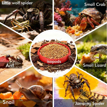 12-Pack Small Feeding Dish for Reptiles, Colorful Feeder Bowls for Isopods, Springtails, Dubia Roaches & Dwarf Invertebrates, Mini Food Bowls for Terrarium & Enclosure