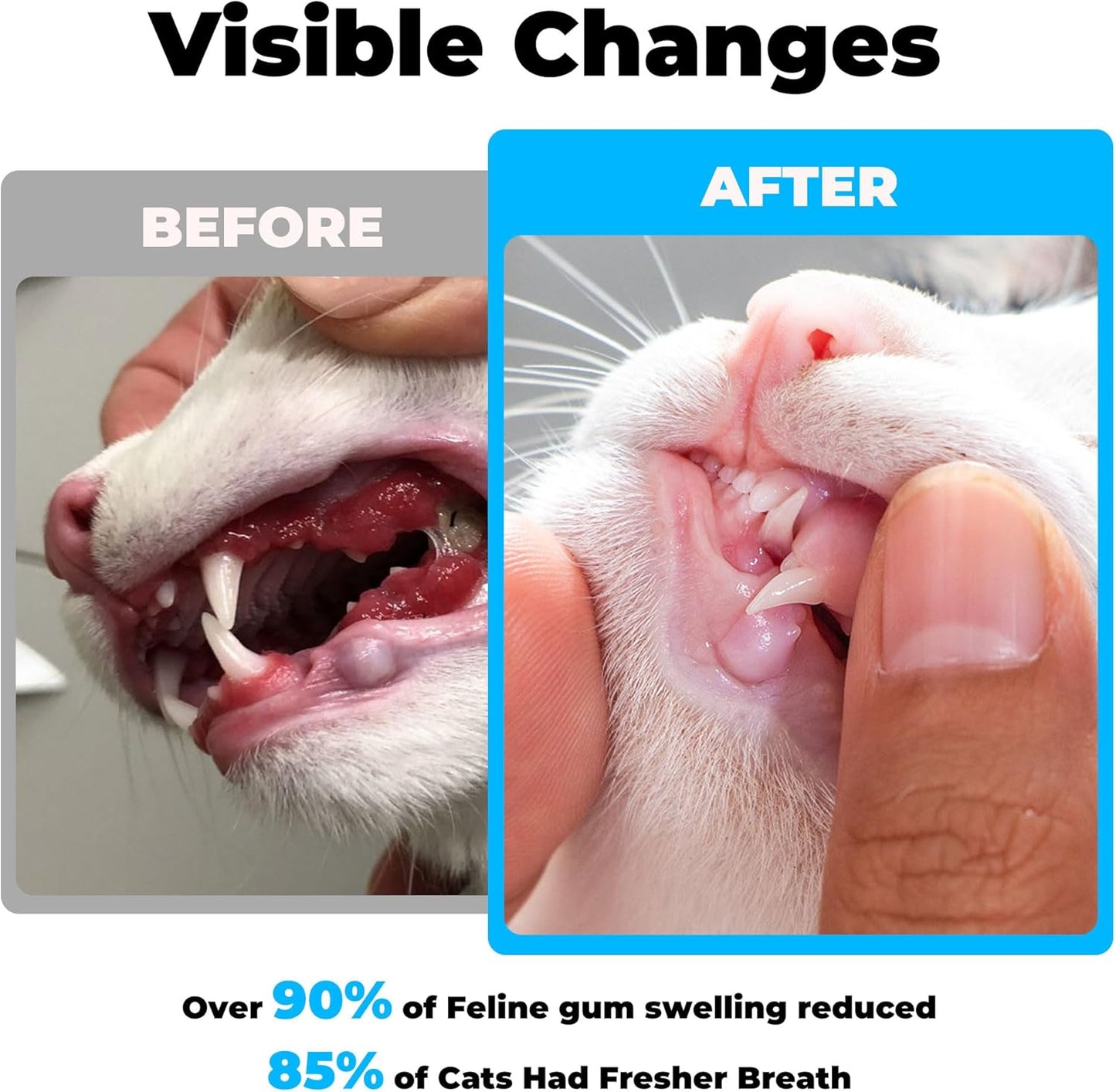 Cat Dental Care - gingivitis Treatment - Relieves Bad Breath, Supports Teeth, Gums, Mouth & Digestion, Removes Plaque, Controls Tartar, Promotes Cat Mouth Health, Natural Extracts, 2.11 oz Powder