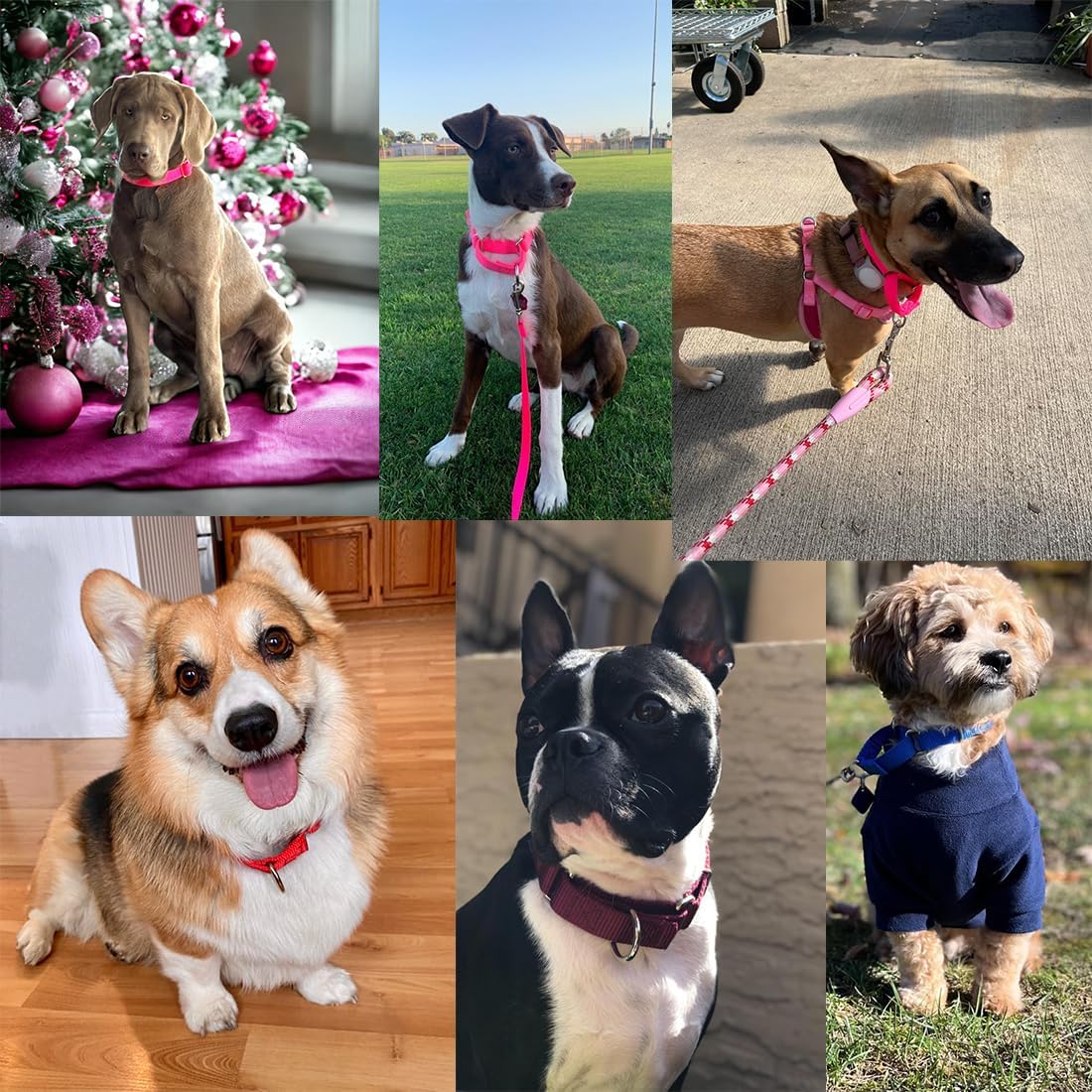 Green Martingale Collar for Dogs, No Pull Dog Choker Collar for Dogs No Slip Training Collars for Small Medium Large Dog, S