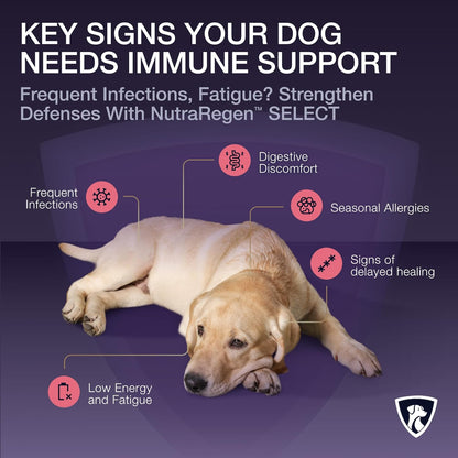 Senior Dog Digestive and Immune Support Bundle | Mushroom & Probiotic Powder Supplements to Support Daily Wellness, Comfort, and Gut Balance, 7 Bn CFU | 60 Servings, 4.0 oz