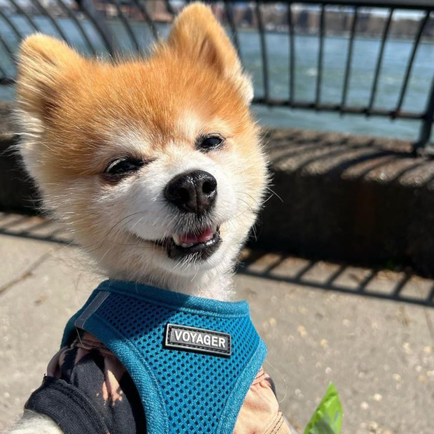 Best Pet Supplies Voyager Step-in Air Harness - All Weather Mesh, Reflective, No Pull Harness for Dogs, Cats - Secure with Hook & Loop Fastener, Buckle, Double D-Rings - Turquoise, M