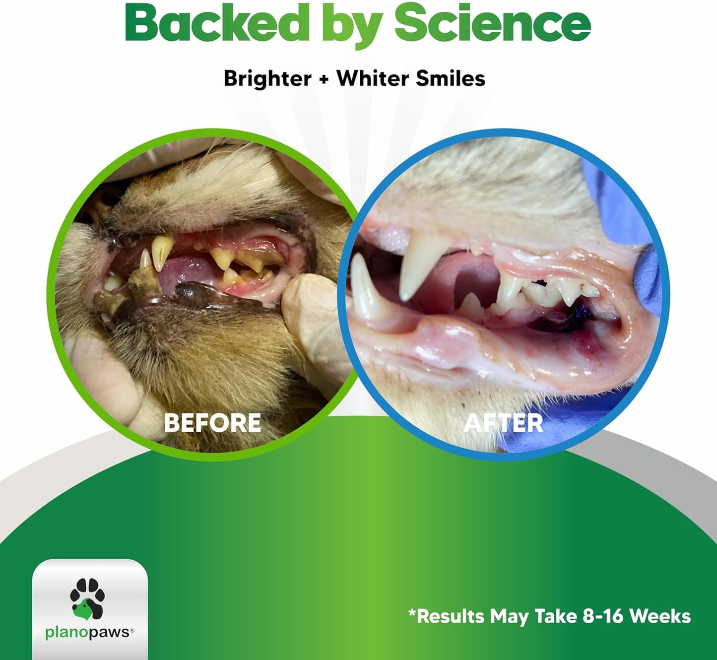 Cat Dental Care Powder - Easier Than Toothpaste - Alternative to Dental Treats for Plaque Removal - Teeth Cleaning Powder with Bactase PET - Breath Freshener for Bad Breath - Oral Care All Ages, Sizes