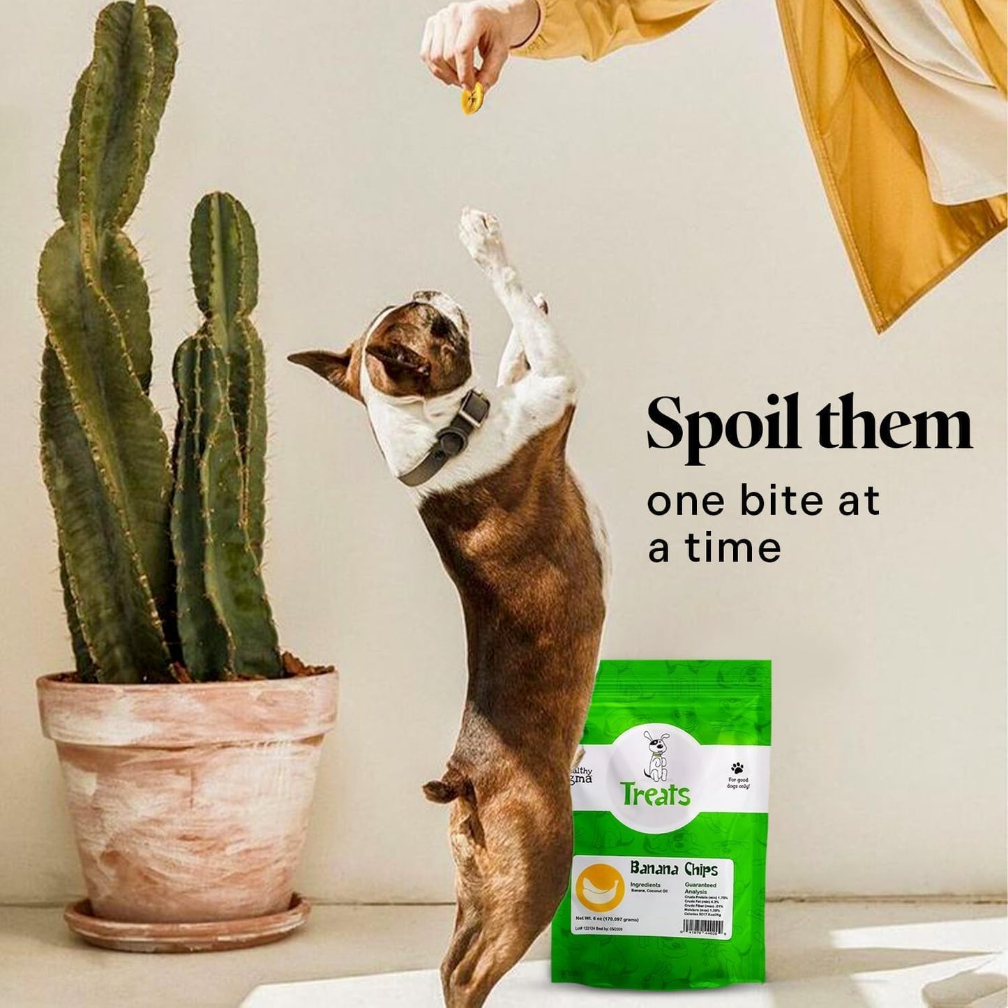 Healthy Dogma Banana Chips Treat for Dogs - All-Natural, & Clean Ingredient Snacks - Supports Digestion, Energy & Immune Health - Perfect for Training & Sensitive Stomachs, (6oz-Pack of 4)