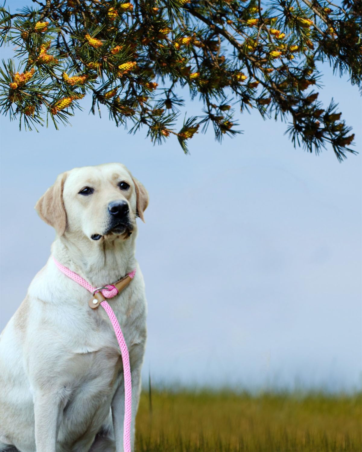 lynxking Dog Leash Slip Lead 5 6 8 FT Dog Training Leash Strong Heavy Duty Rope No Pull Training Lead Leashes for Dogs