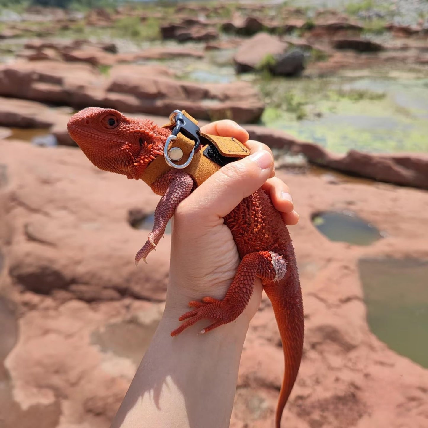 3 Pack Bearded Dragon Harness and Leash Set - Adjustable Soft Leather Lizard Harness Leash Small Animal Traction Rope Training Walking Vest Accessories for Reptile Squirrel Rat (Brown)