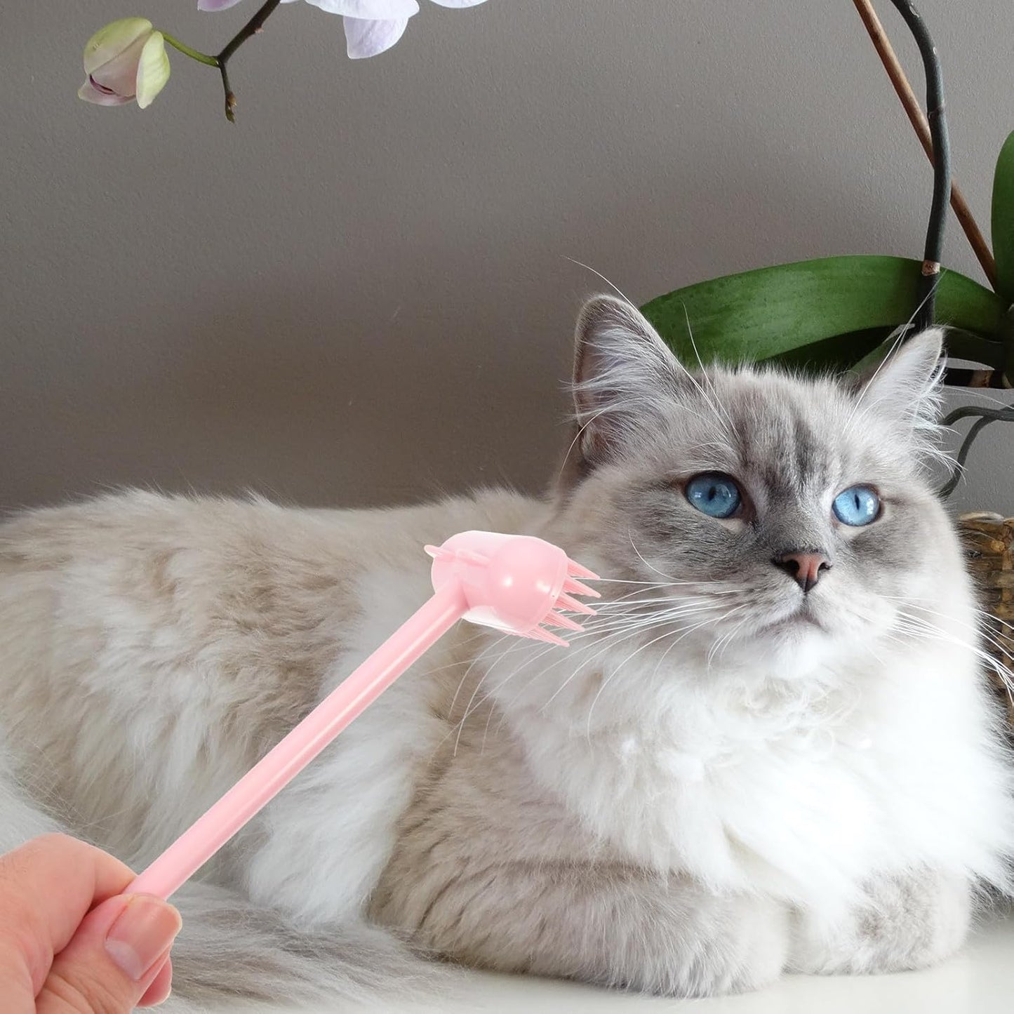 Cat Grooming Brush Pet Massage Brush for Cats and Dogs Hair Removal Soft Compact Rose Grooming Tool for Indoor Use