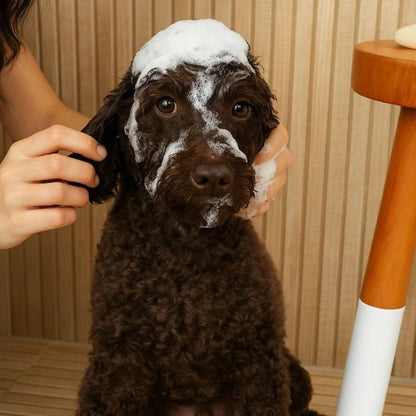 Petsmont Dream Bubbles Organic Shampoo + Conditioner for Dogs and Cats - Oatmeal Shampoo for Sensitive Skin, Anti Itch Conditioner 2 in 1 Dog Itch Relief - 16oz