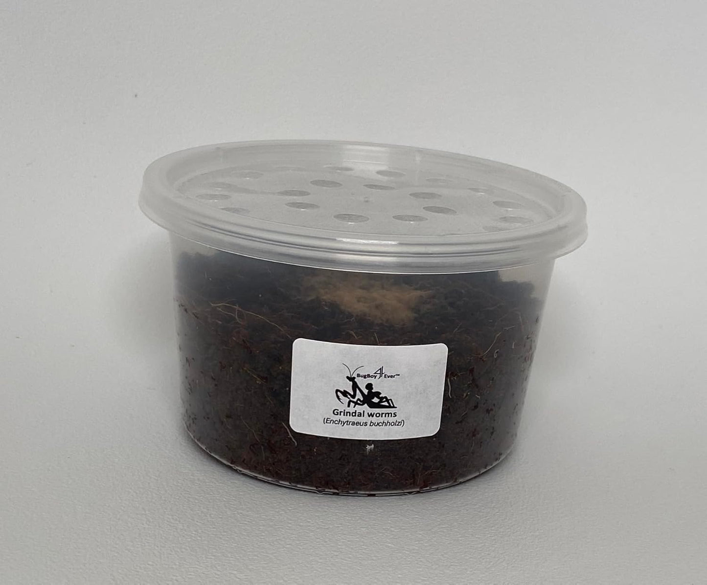 Grindal Worms (Enchytraeus buchholzi) – Live Starter Culture for Feeding Fish, Reptiles & Amphibians