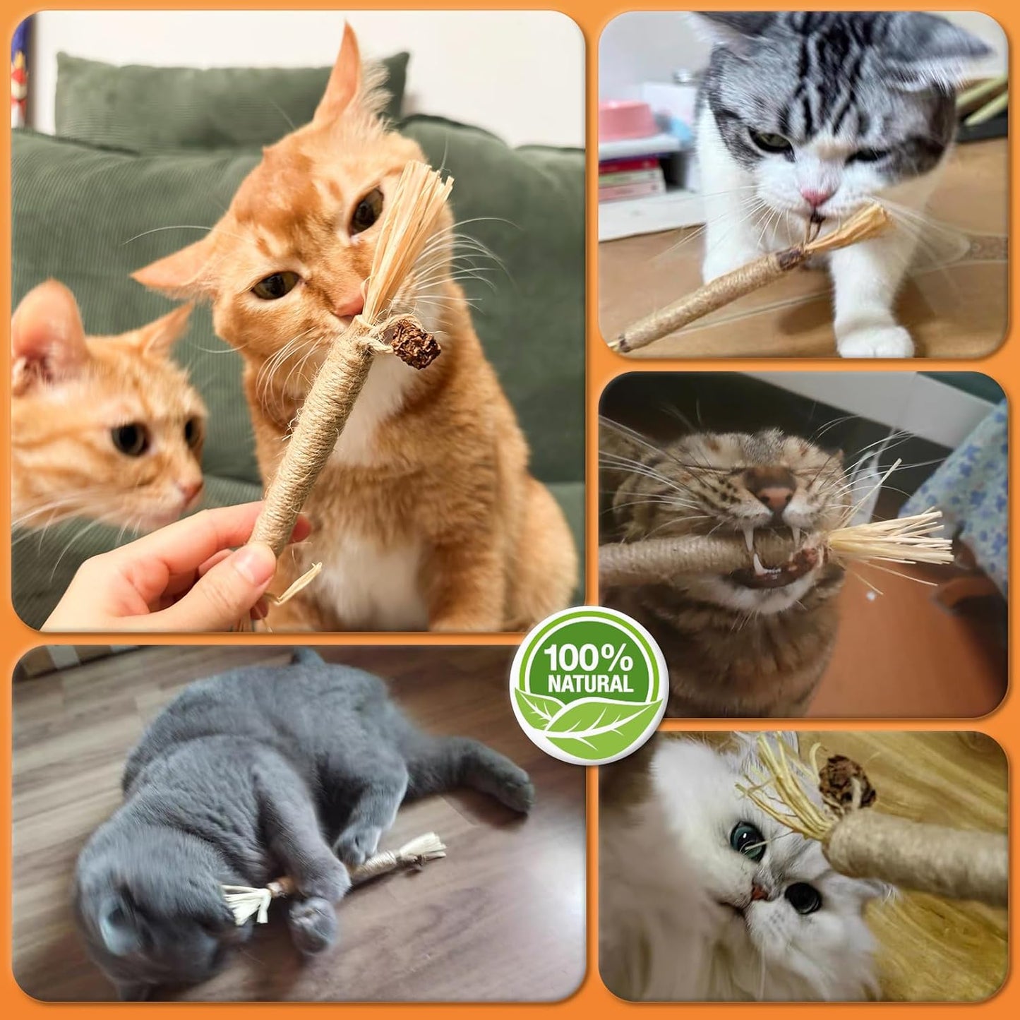 6Pcs Silvervine Sticks for Cats with Catnip Bag, Cat Chew Toys for Teeth Cleaning and Anxiety Relief, Natural Dental Care Kit for Indoor Cats & Kittens