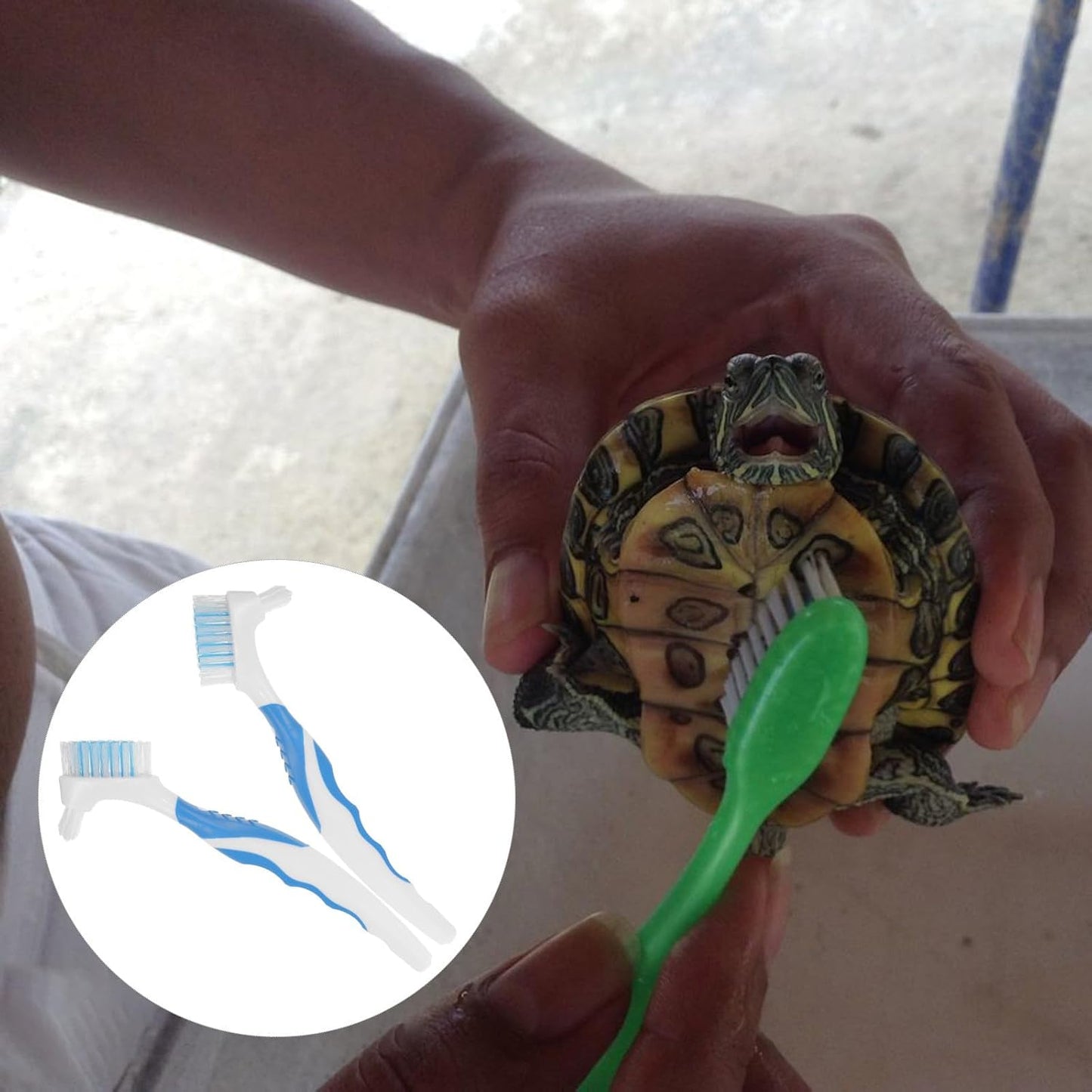 2Pcs Multi-Functional Small Turtle Shell Cleaning Brush Dirt Remover for Tortoise Mud Removal Household Mini Cleaner for Reptile Health Supplies