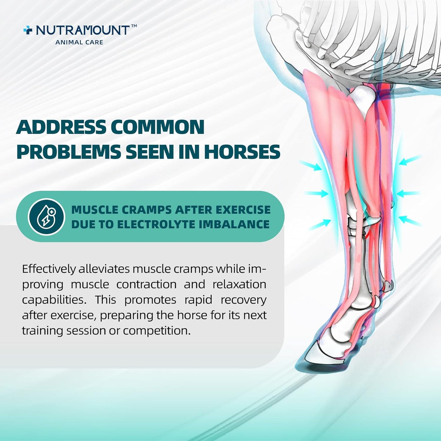 Equine Electrolytes Supplement with Apple Flavor, Replenish Lost Minerals & Support Hydration for Horses During Training, Hot Weather or Travel – 840g