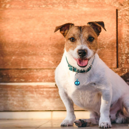 Outus 24 Sets of Cat Bells for Cat and Dog Collar Pendant Pet Bell Pet Pendant Accessories