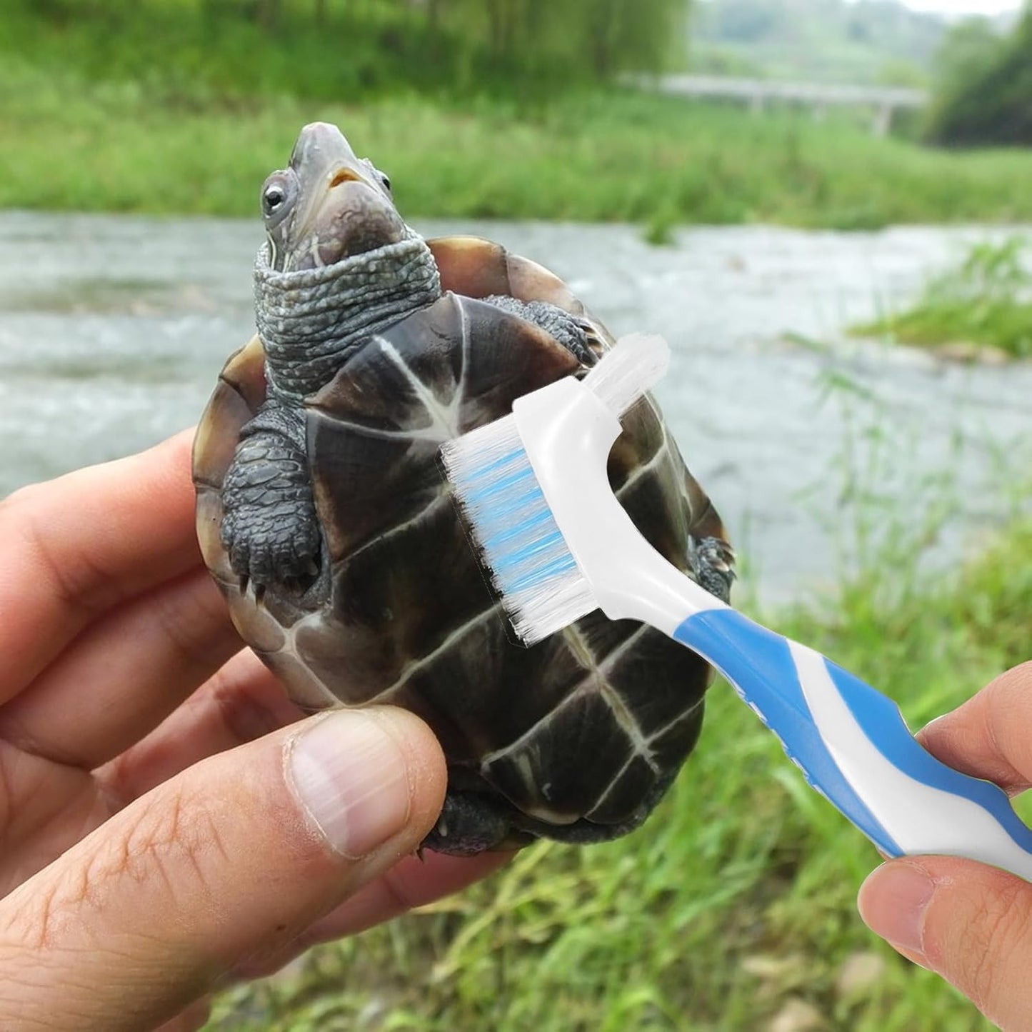 2Pcs Turtle Shell Cleaning Brush Double-Head Portable Dirt Remover Household Small Multi-Functional Reptile Health Supplies for Tortoise Shell Maintenance