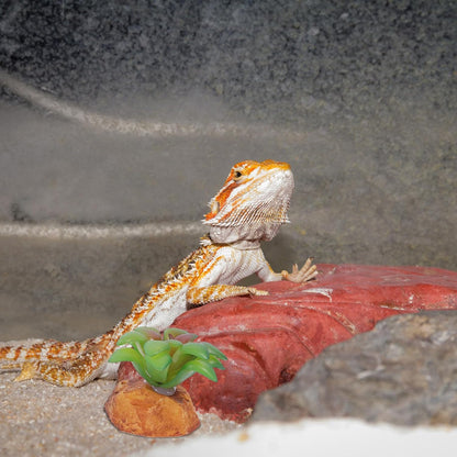 2Pcs Reptile Tank Artificial Succulent Plants Decor Set Lifelike Simulation Plants Adornment for Reptile Habitat Box Sturdy Plastic Terrarium Landscaping Accessories for