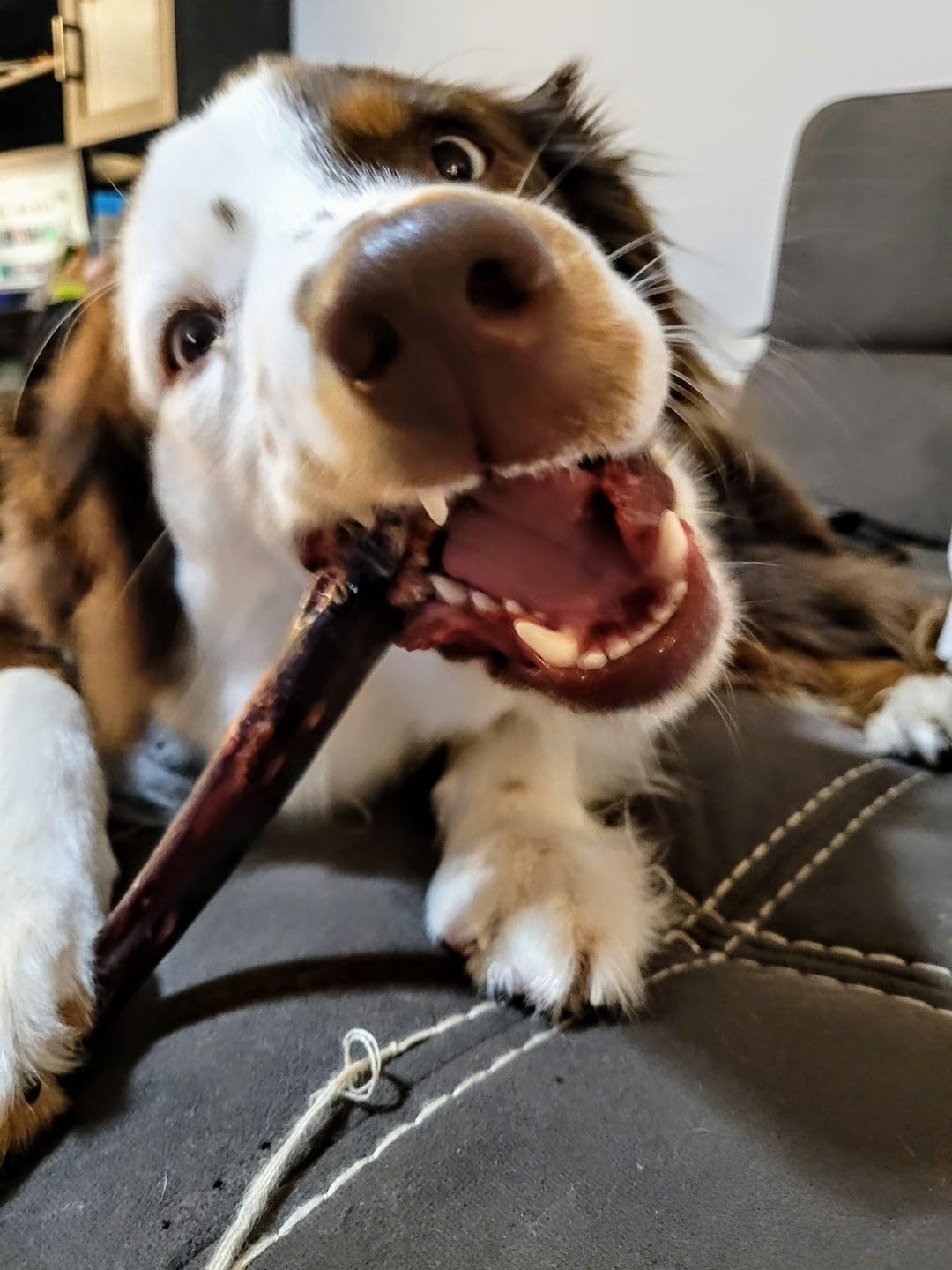 Bully Bunches 6 Inch Collagen Wrapped in Beef Bully Stick | All-Natural, Long Lasting Dog Chew | Dental Stick for Avid Chewers (6 Inch, 5 Pack)