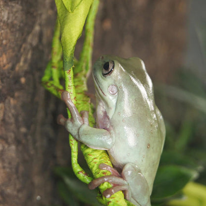 Reptile Vines For Terrarium, Reptile Plants For Terrarium, Fake Natural Enrichment Hides Plants Vines For Leopard Gecko Chameleon Turtle Hermit Crab