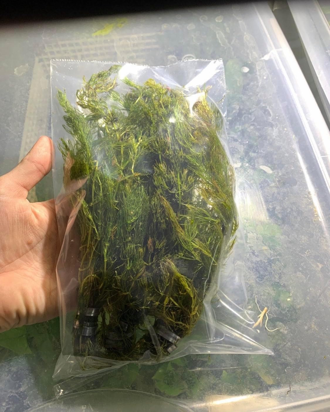 Marcus Fish Tanks Hornwort Ceratophyllum Live Aquarium Plant Planted Tank Beginner - Buy 2 Get 1