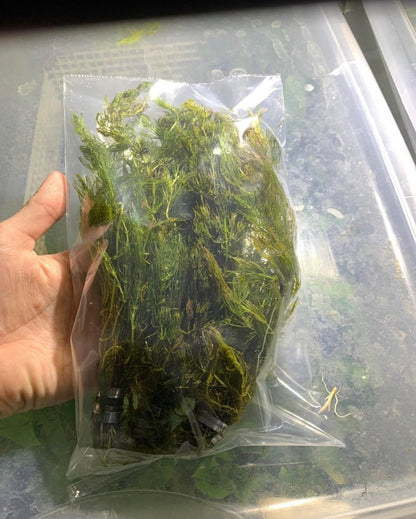 Marcus Fish Tanks Hornwort Ceratophyllum Live Aquarium Plant Planted Tank Beginner - Buy 2 Get 1