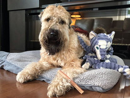 Bully Bunches Premium 6 Inch Standard Odor-Free Bully Sticks for Small to Medium Dogs & Puppies - Long Lasting Chews for Oral Care - All Natural, 100% Beef Dog Treats, Rawhide Free (5 Pack)