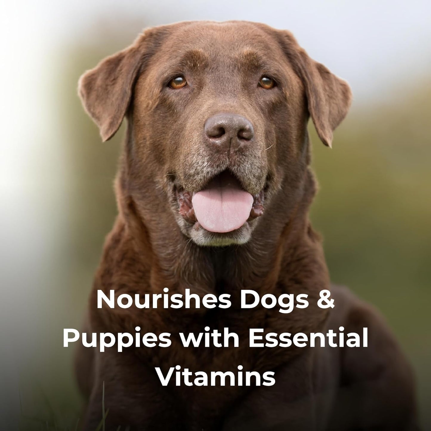 PetAg Esbilac Puppy Milk Replacer Powder (5 lb) + PetAg Dyne High Calorie Liquid Nutritional Supplement for Dogs & Puppies 8 Weeks and Older (1 Gallon)