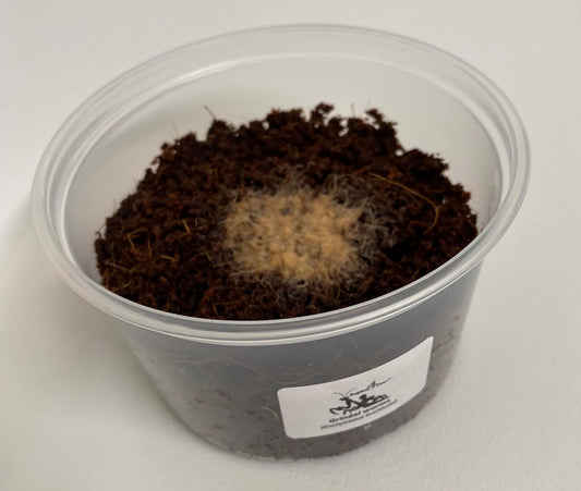 Grindal Worms (Enchytraeus buchholzi) – Live Starter Culture for Feeding Fish, Reptiles & Amphibians