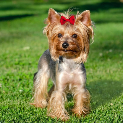 60 PCS Puppy Dog Bows with Rubber Bands Cute Small Hair Accessories Bow Pet Grooming (20 Colors x 3)