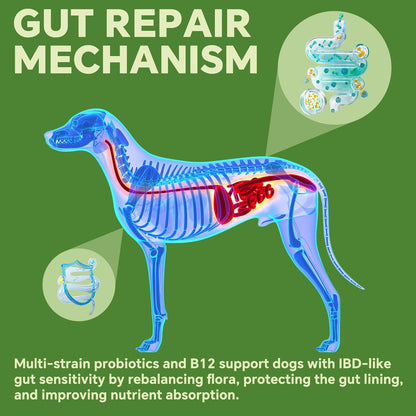 Probiotics for Dogs | Gut Health | Dogs Digestive Support | Dog Constipation Relief | Dog Stomach Upset Medicine | B12 for Dogs Supplement for IBD Support – Digestive Health– Diarrhea & Gas Relief
