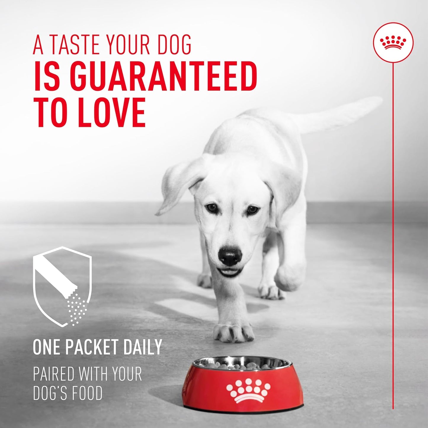 Royal Canin Probiotics for Dogs Digestive and Immune Health Powder Supplement for Dogs of All Ages, 30 Count (Pack of 3)