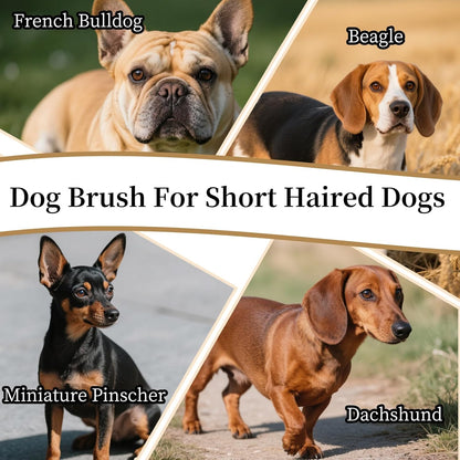 Soft Boar Bristle Dog Brush for Short Haired, Gentle Deshedding & Grooming Tool, Ideal Pet Hair Brush, Puppy Essentials for Grooming and Shedding, Small