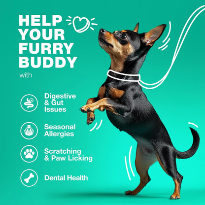 Dog Probiotic Chews with Digestive Enzymes - Probiotics for Dogs, Yeast Powder, Gut Health, Digestion, Immunity, Yeast Balance, Allergies Support - Gut Flora - All Breeds Canine Soft Chews