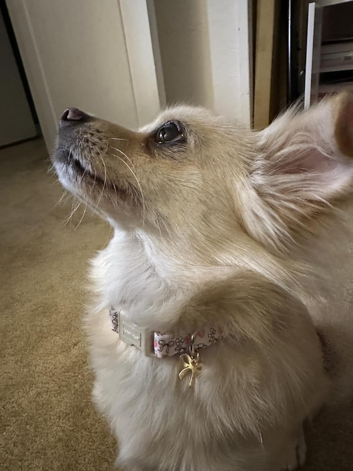 Lionet Paws Spring Dog Collar- Cute Strawberry Pink Dogs Collar with Plastic Buckle and Bowtie Pendant,Dog Collar for Medium Large Dogs