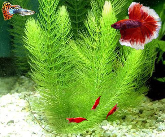 Hornwort - Young, Healthy, Super Easy Live Aquarium Plant, 1 Bundle 5-6 in. Great for Betta, Guppy, Cherry Shrimp, Barbs, Platys etc etc! Produced by Aquatic Discounts. B U Y 2 GE T 1 Deal!