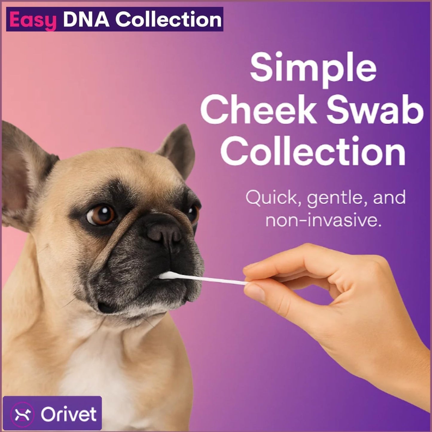 ORIVET GenoPet Dog DNA Test Kit | Vet-Approved | Identify 365+ Dog Breeds | Canine Ancestry & Genetic Health Traits | at-Home Swab | Results in 21–25 Days from Kit Arrival