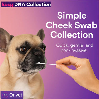 ORIVET GenoPet Dog DNA Test Kit | Vet-Approved | Identify 365+ Dog Breeds | Canine Ancestry & Genetic Health Traits | at-Home Swab | Results in 21–25 Days from Kit Arrival