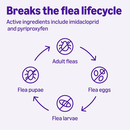 Amazon Basics PreventativeTopical Flea Treatment for Large Cats (Over 9 Pounds), 4 Count