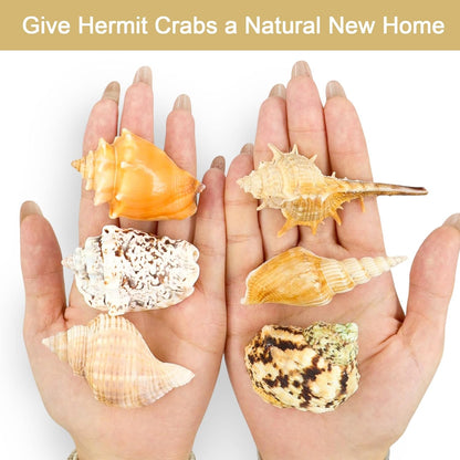 15 Pcs of Medium and Large Hermit Crab Shells Natural Conch Size 1.6-3.5 in, Opening Size 0.6-1.8in. Growth Turbo Shells Suitable for Natural Hermit Crab Supplies Conch Ornaments
