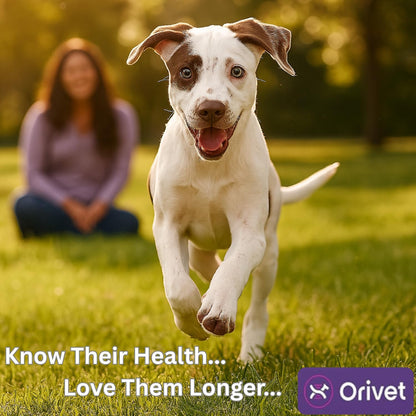 ORIVET GenoPet Dog DNA Test Kit | Vet-Approved | Identify 365+ Dog Breeds | Canine Ancestry & Genetic Health Traits | at-Home Swab | Results in 21–25 Days from Kit Arrival