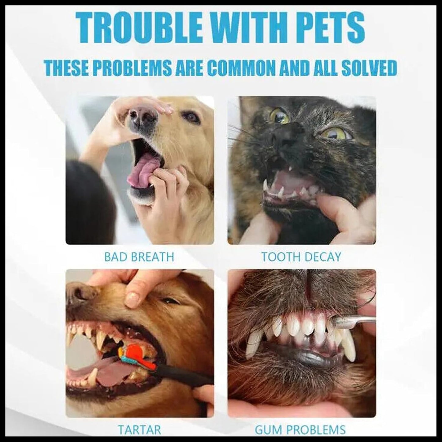 MIELIKKI Pets Dental Toothpaste, Toothpaste for Cats & Dogs, Cleans Teeth, Fights Bad Breath, Promotes Strong Teeth, 100g, Orange Flavor