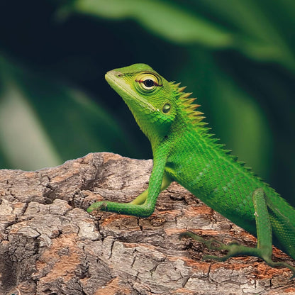 4pcs Cork Bark for Reptiles, Climbing Bark for Reptiles, Terrarium Decorations, Turtle Platform, Natural Wood