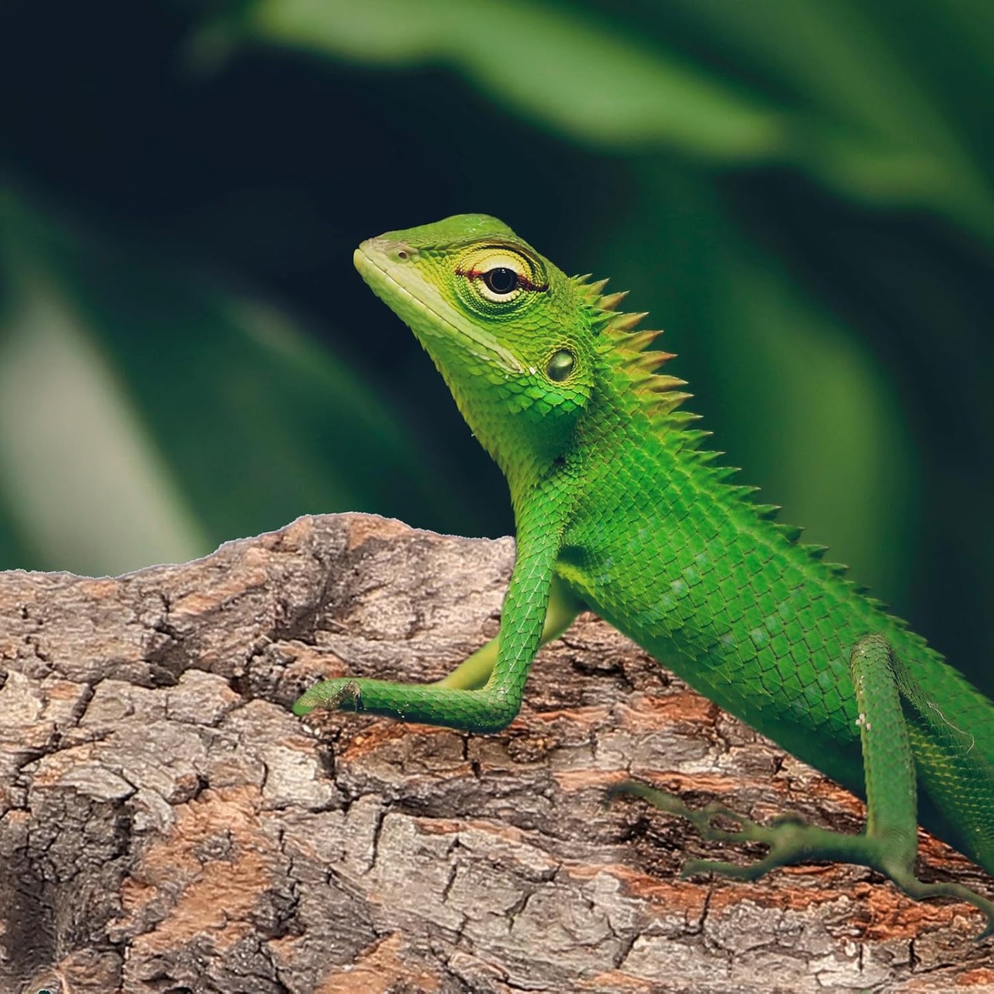 4pcs Cork Bark for Reptiles, Climbing Bark for Reptiles, Terrarium Decorations, Turtle Platform, Natural Wood