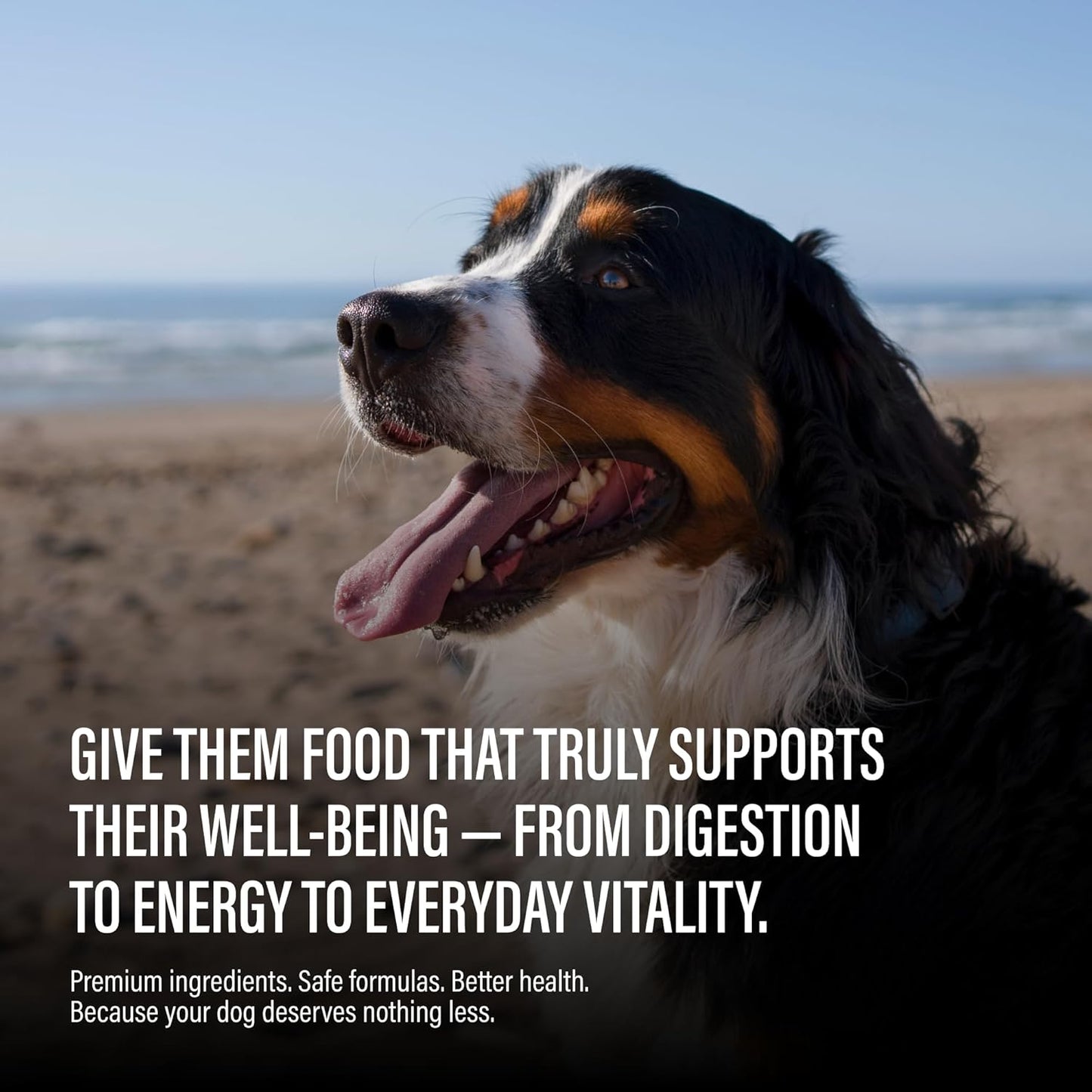 Chewer's Joy High Protein Wet Dog Food – Grain Free, No by-Products, No Gums – Natural Pâté – Real Chicken, Beef & Salmon – 12 Pack, 3oz Cans Variety Pack