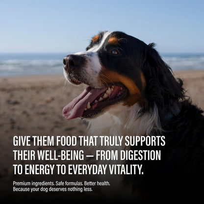 Chewer's Joy High Protein Wet Dog Food – Grain Free, No by-Products, No Gums – Natural Pâté – Real Chicken, Beef & Salmon – 12 Pack, 3oz Cans Variety Pack