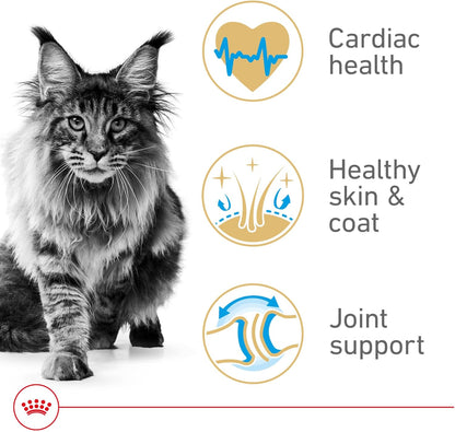 Royal Canin Feline Breed Nutrition Maine Coon Adult Dry Cat Food, 6 lb Bag