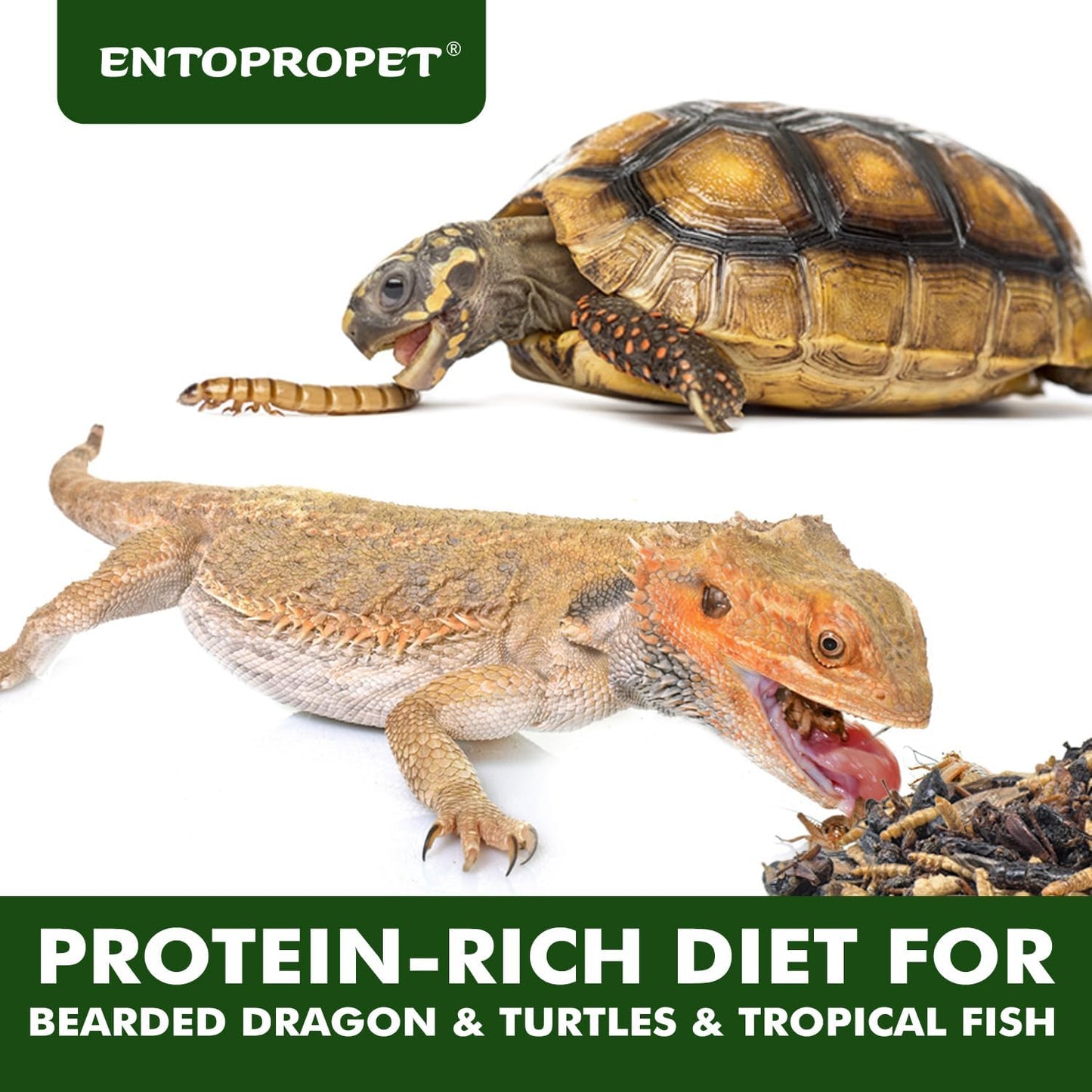 Dried Mealworms and Dried Crickets - Higher in Calcium and Richer in Protein-A Premium Medley Treat Food for Bearded Dragons,Turtle, Birds & Tropical Fish, 3oz