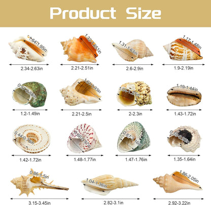 15 Pcs of Medium and Large Hermit Crab Shells Natural Conch Size 1.6-3.5 in, Opening Size 0.6-1.8in. Growth Turbo Shells Suitable for Natural Hermit Crab Supplies Conch Ornaments