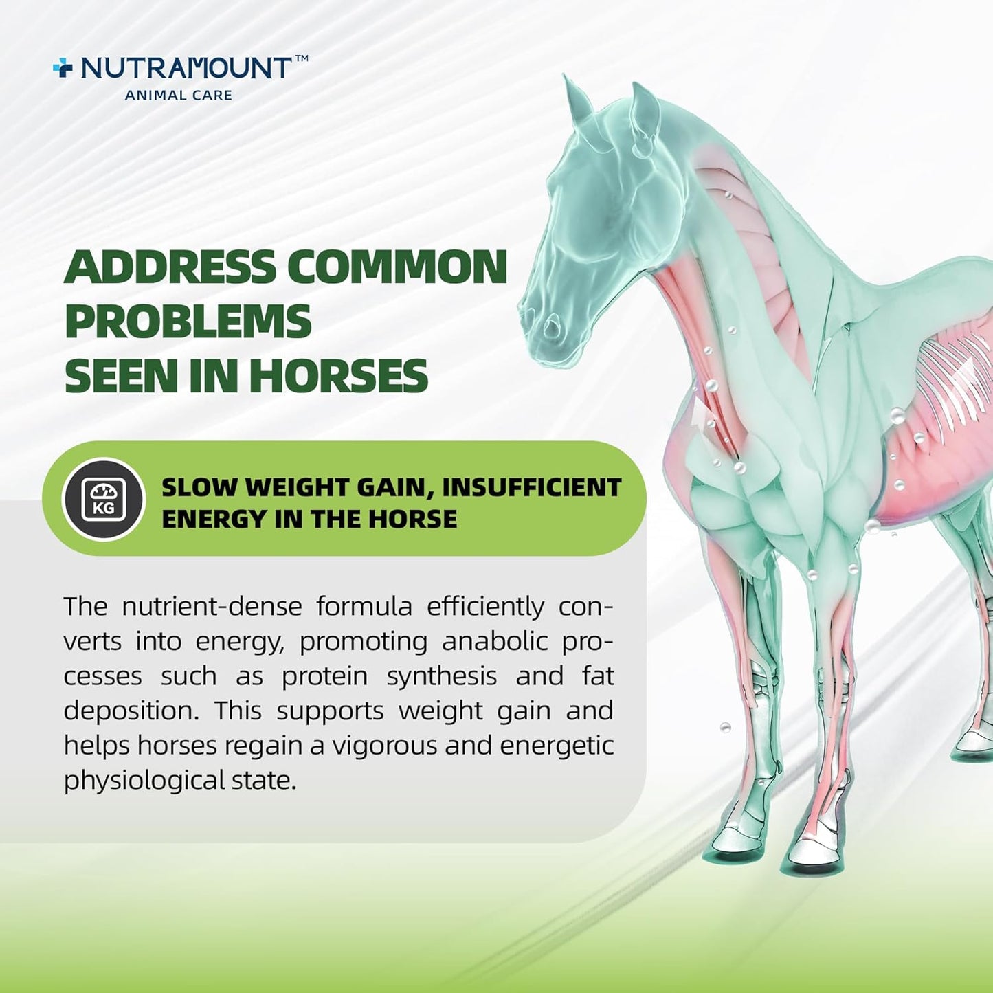 Horse Weight Gain Supplement – Omega-3 Flaxseed Formula, Natural High-Calorie Support for Healthy Weight & Shiny Coat, Easy-to-Digest High-Fat Horse Supplement – 420g