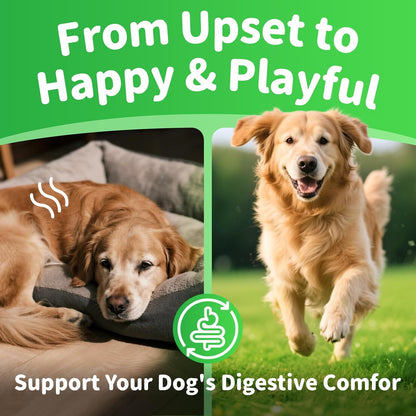 Dog Probiotics & Digestive Enzymes – Pumpkin Fiber Chews for Gut Health, Diarrhea & Upset Stomach Relief, Gas & Stool Support, Beef Flavor Soft Chews – 90 Count