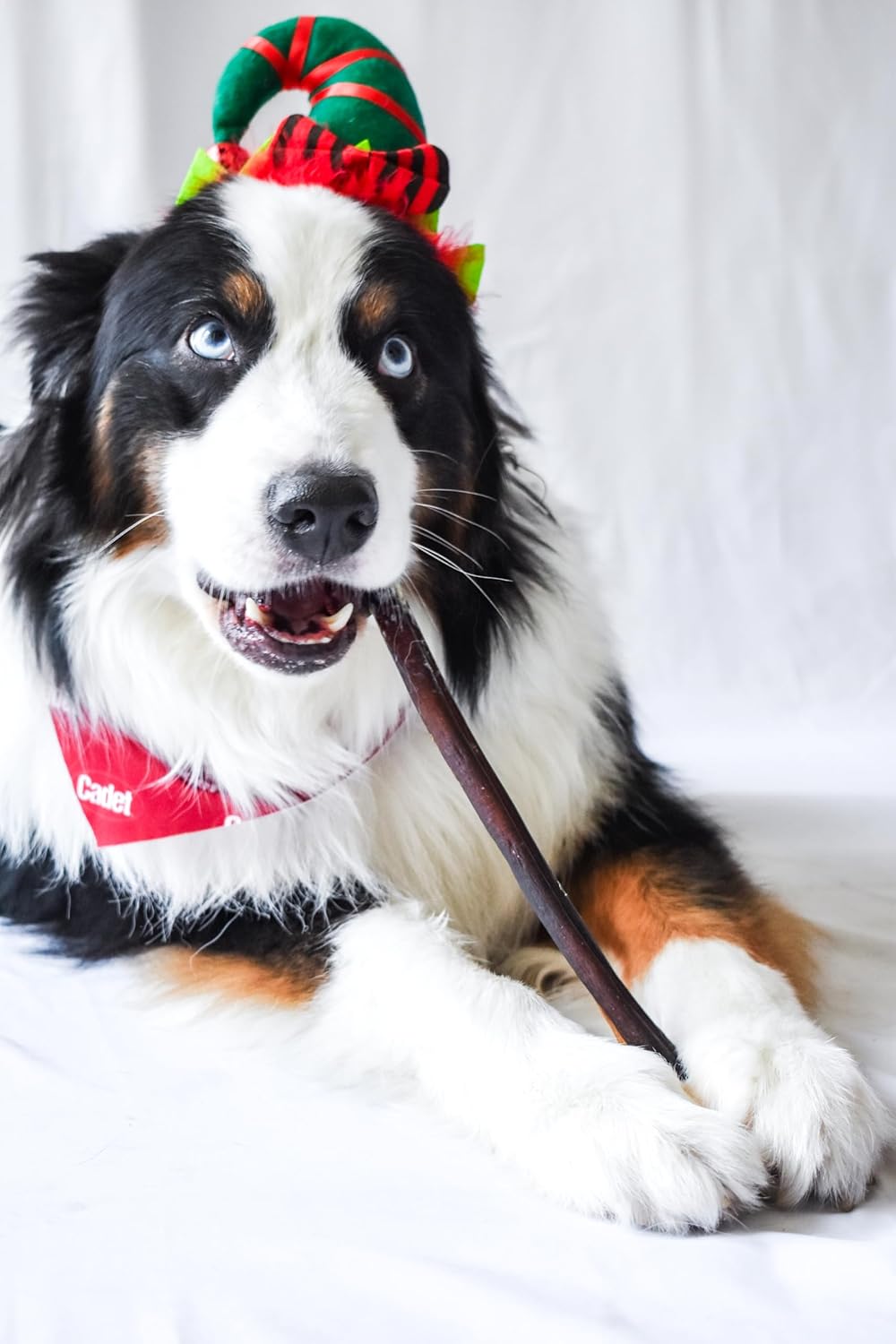 Cadet Bully Hide Sticks for Large Dogs, All-Natural Beef Pizzle, Limited-Ingredient Long-Lasting Dog Chews for Aggressive Chewers, 2 Count